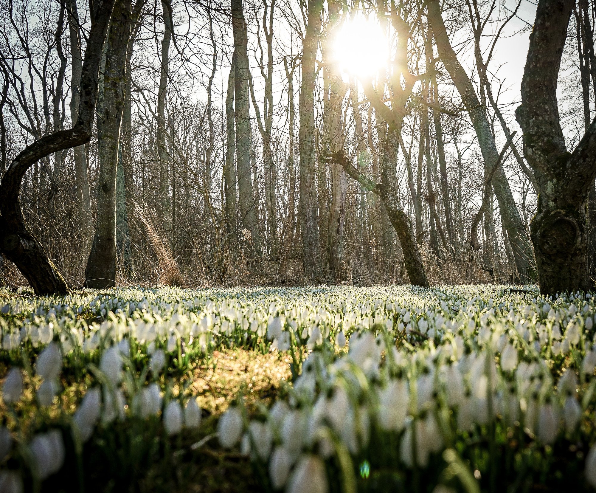 Tidiga vårblommor på härliga Ven