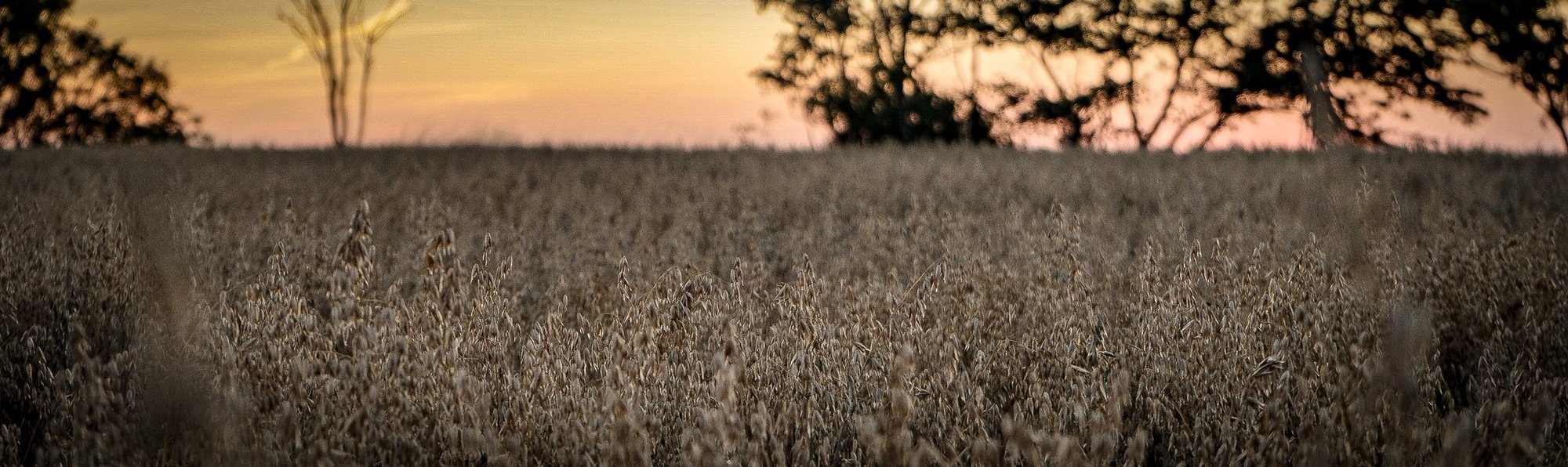 Grain_in_twilight_wide