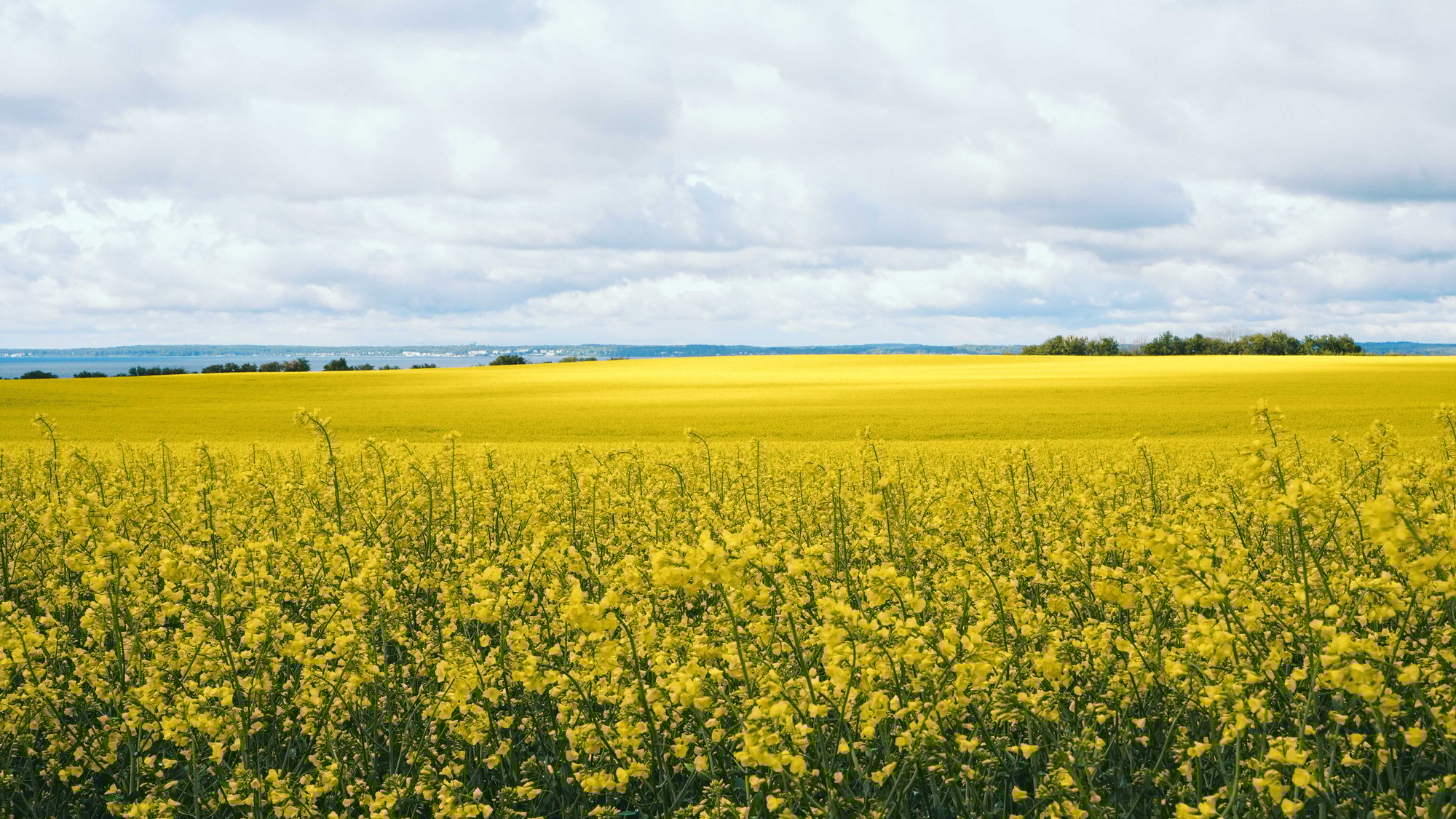 resident_friend_banner